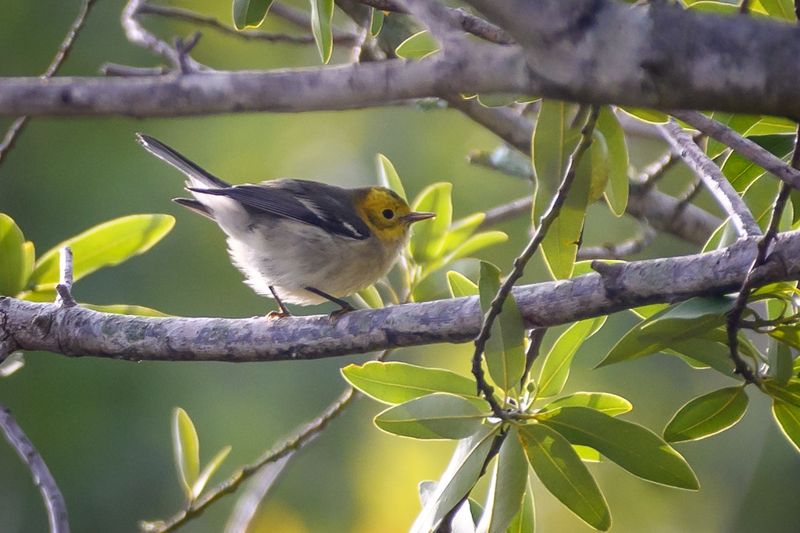研究：野火改變了鳥類叫聲 區域性「方言」隨野火次數增加而更多樣