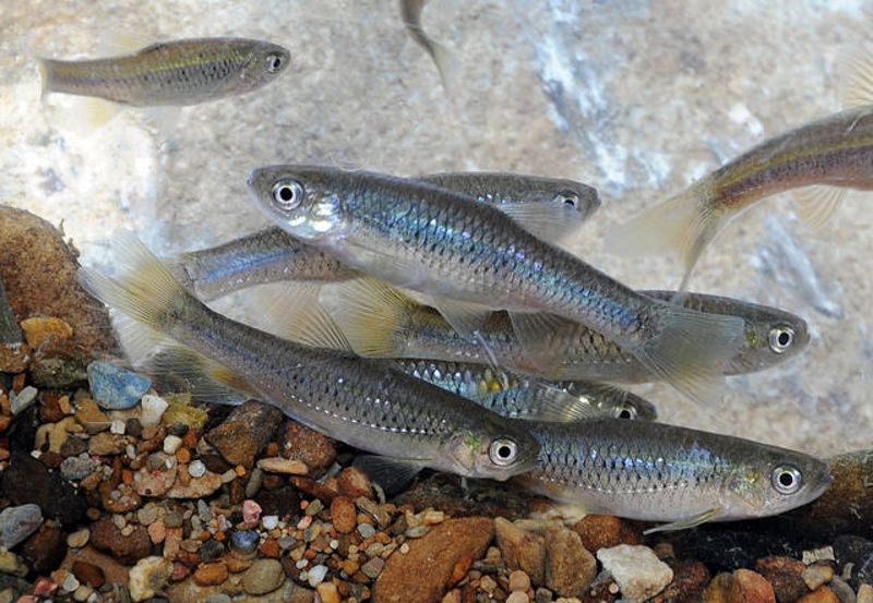 茭白筍田護台灣白魚 一新社區獲綠保標章肯定