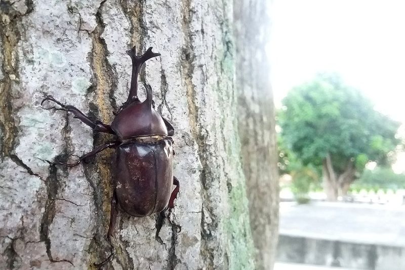 獨角仙