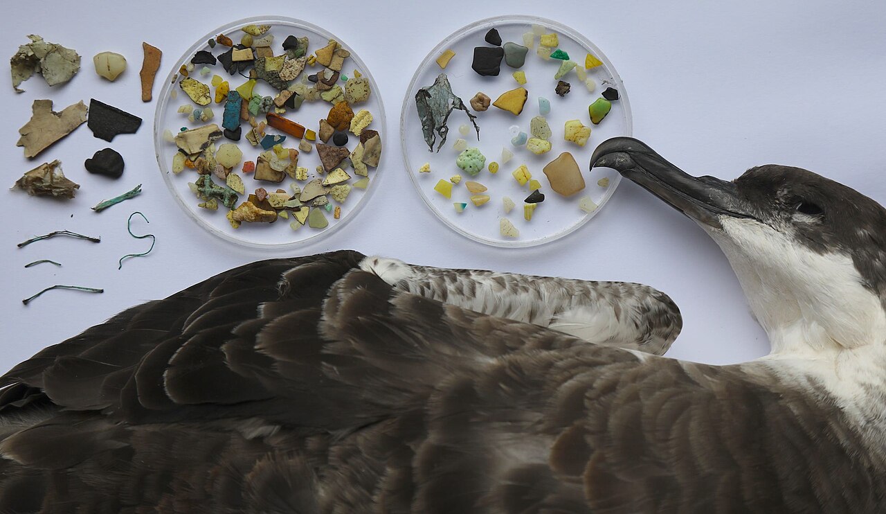 一隻大鸌（Great Shearwater）的胃裡發現高達194塊塑膠碎片，碎片填滿了牠的砂囊和大部分的腺胃。圖片來源：Peter G. Ryan（CC BY 4.0）