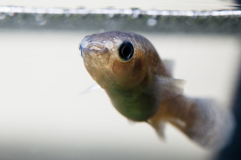 耐得住8000倍戴奧辛污染？ 科學家定序鱂魚基因探秘