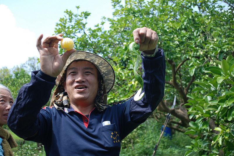 不噴除草劑結果甜蜜蜜 「裡山青果社」農友實證