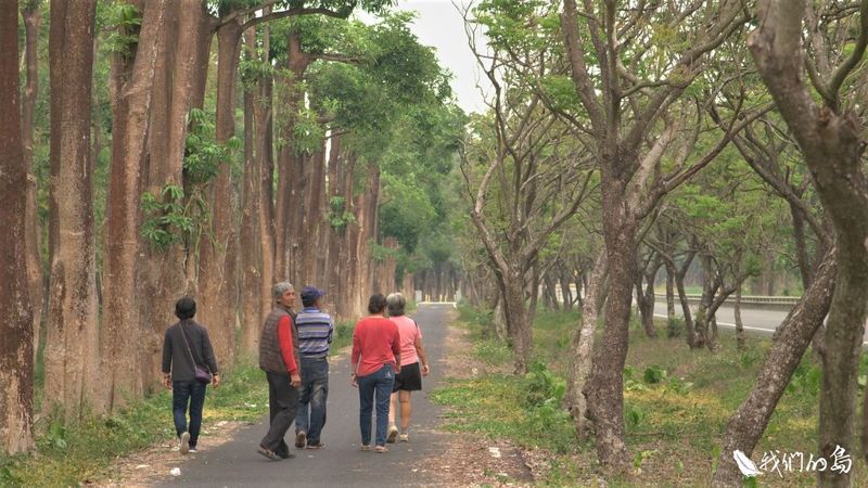 林地種電行不行 台糖營農型光電計畫 擬砍除200公頃樹木