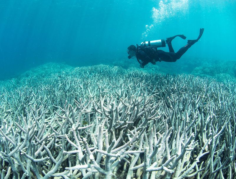 發現「種」珊瑚可望救大堡礁 科學家提醒：減緩暖化仍是關鍵