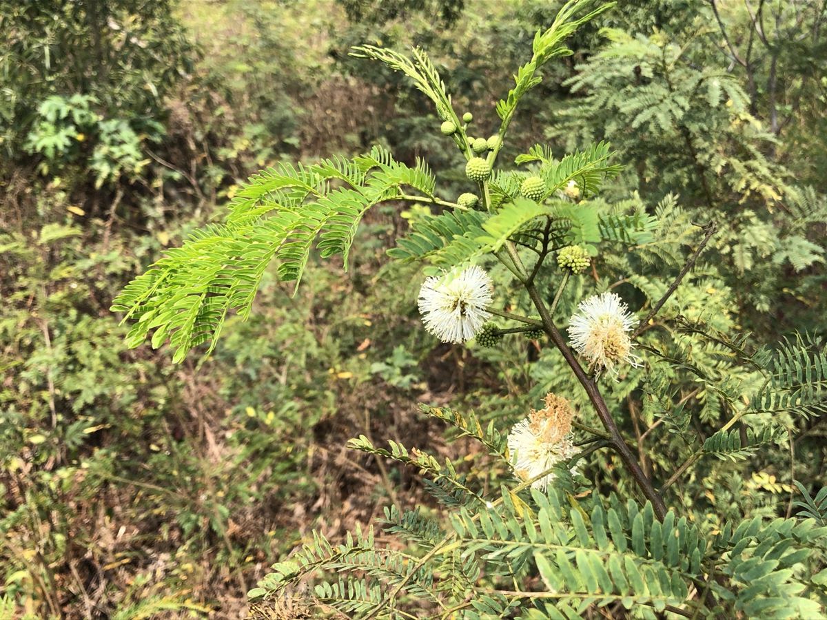 防治外來入侵種植物是「長期抗戰」 林保署製作摺頁建立全民共識