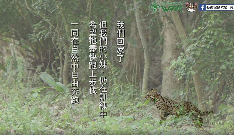 「石虎哥哥」畢業了！野放山林疑惑回眸 大步展開冒險