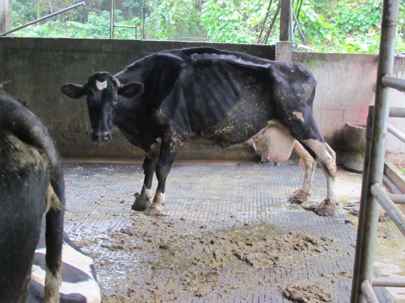 揭台灣乳牛「五大痛苦」 動保團體盼政府推友善飼養規範