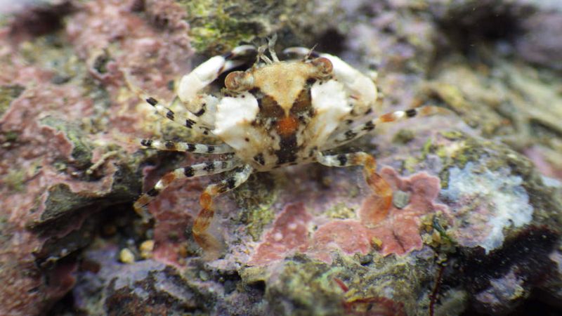 劉靜榆：大潭藻礁海岸與第三天然氣接受站，誰不可取代？