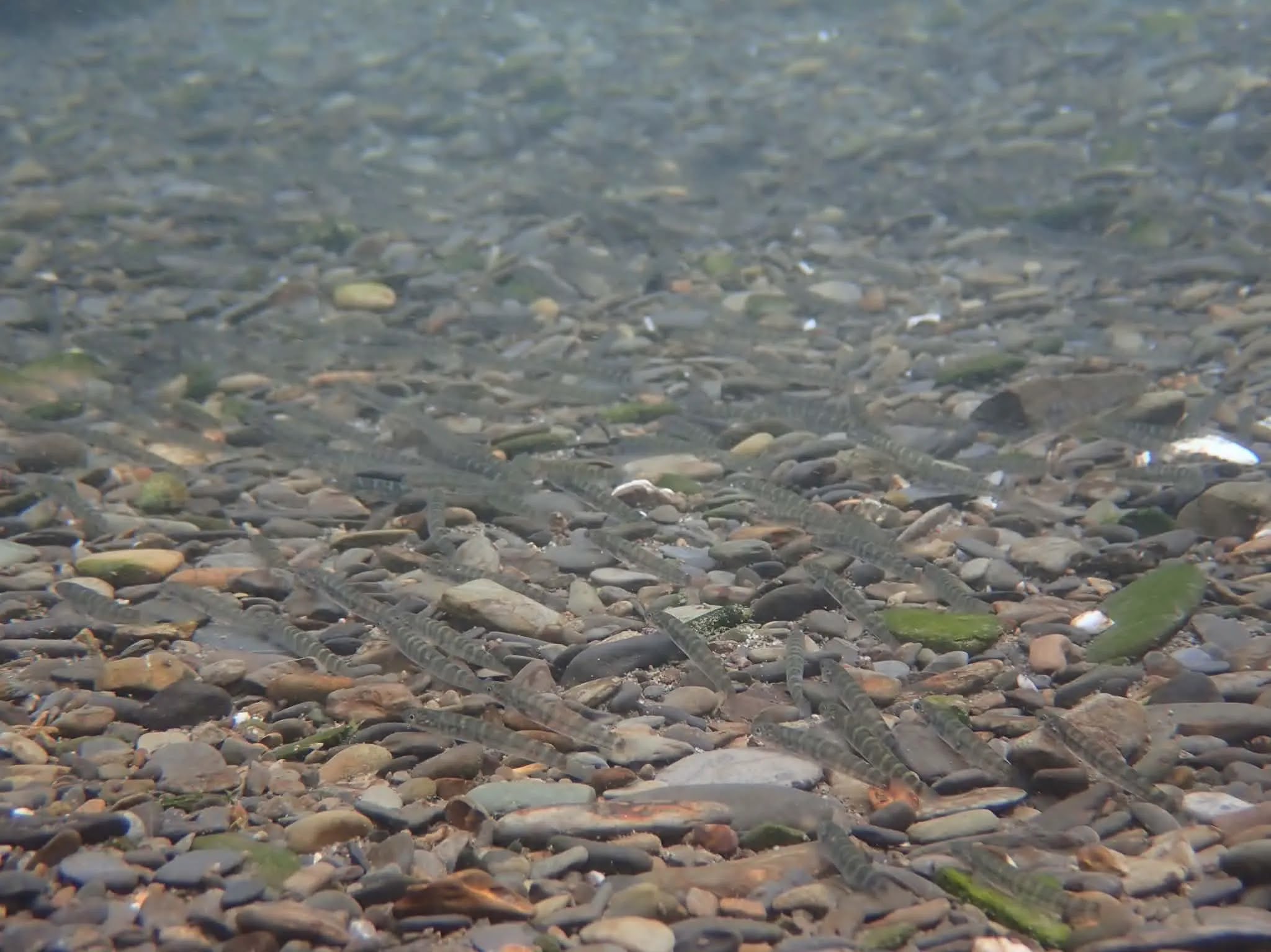 日本禿頭鯊不是鯊，而是一種河海洄游性的鰕虎魚。圖片來源：蛙趣自然提供