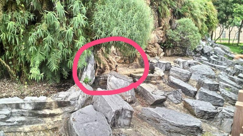 魚曝死、烏龜奄奄一息 動團揭豐樂公園水池整修失當