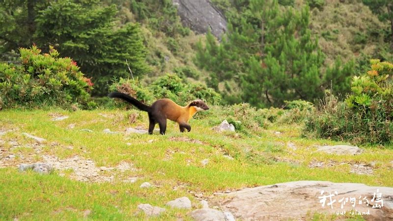 山中精靈黃喉貂 生態調查剛起步 塑膠微粒、犬貓傳染病埋隱憂