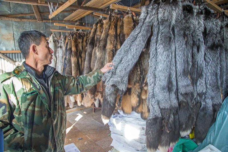 哪些野味不能吃？ 中國可食動物「白名單」的懸念