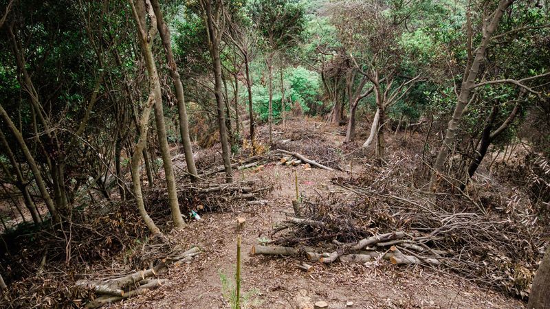 邱祈榮／針對北美館「儲回大地的藝術」碳中和複層林營造案七點公開訴求