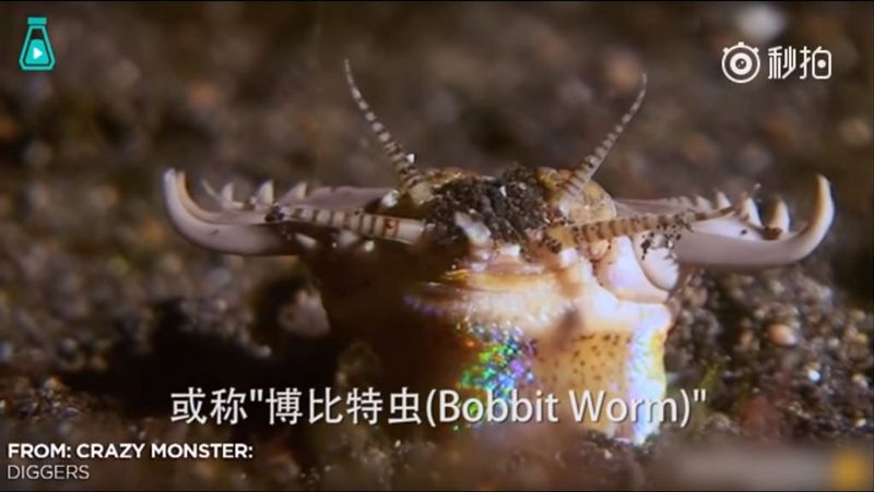 台灣的「博比特蟲」 躲藏在潮間帶的磯沙蠶