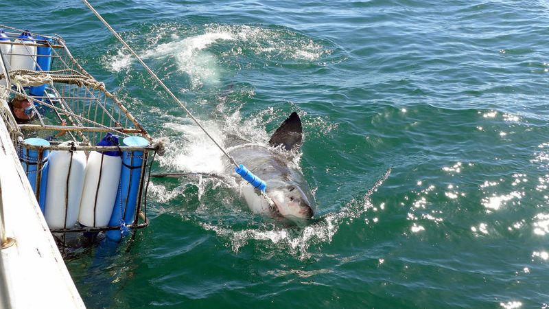 研究：「鐵籠潛水觀鯊」浪費鯊魚寶貴掠食能量