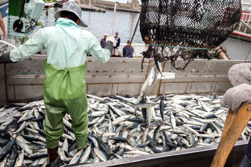 休漁獎勵 漁業署預告草案「舢舨漁筏休漁120天每艘奬勵2萬元」