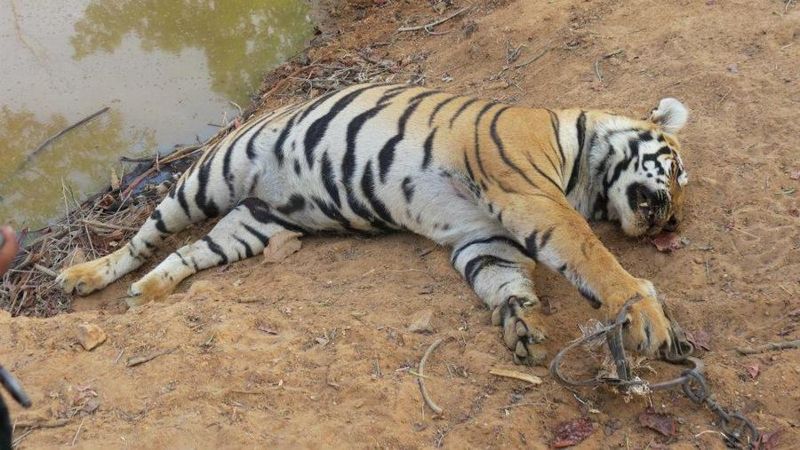 三年下架千萬筆非法交易資訊 網路科技業聯手阻擋野生動物貿易