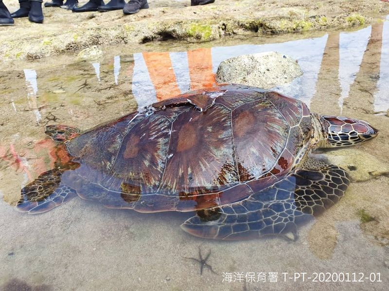 海保署公布今年第一季擱淺報告 累計通報鯨豚44隻、海龜101隻