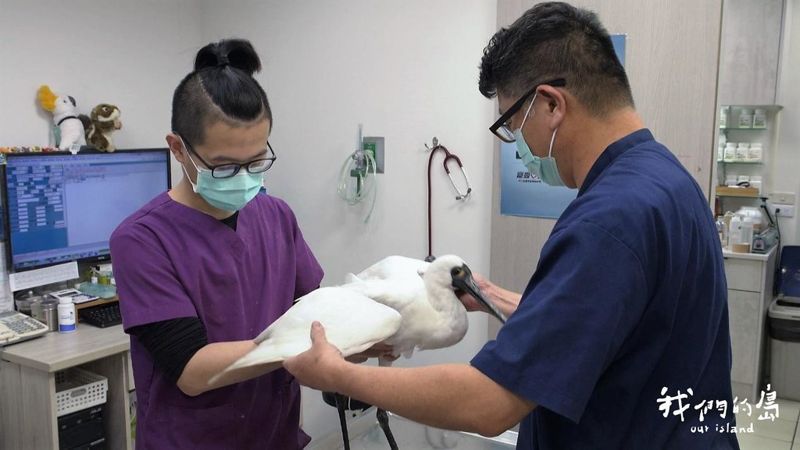 傷鳥的守護者 救援鳥類 民間動物醫院與鳥會不遺餘力