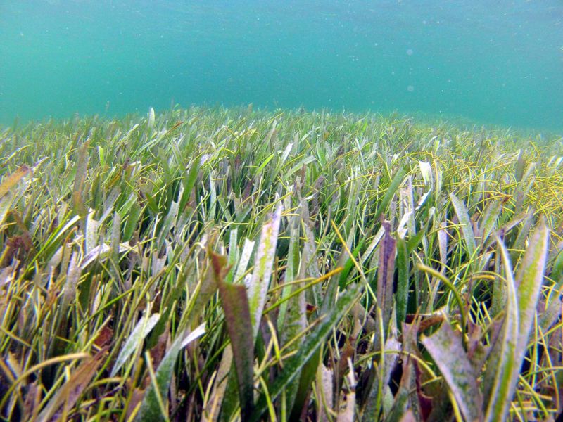 神奇「療癒系」海草銳減 影響人類和珊瑚健康