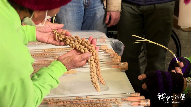 信義鄉的小米要回家 有族譜的原住民作物