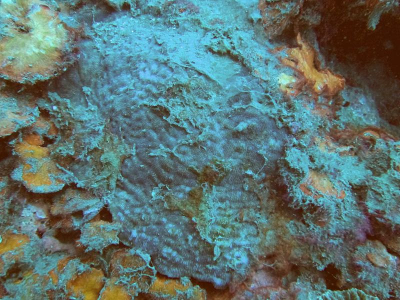 Taiwan Reef Check 2018 Reveals Reefs Covered by Silt