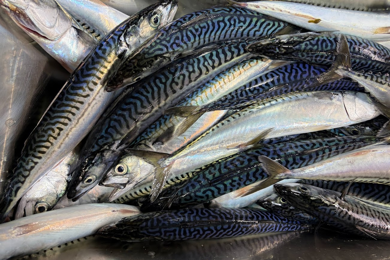 近年來北大西洋鯖魚遭過度捕撈,成為高風險魚種之一。圖片來源:NOAA