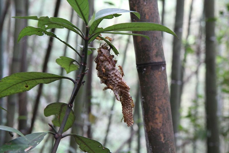 像牛舌的蜂巢 認識變側異腹胡蜂