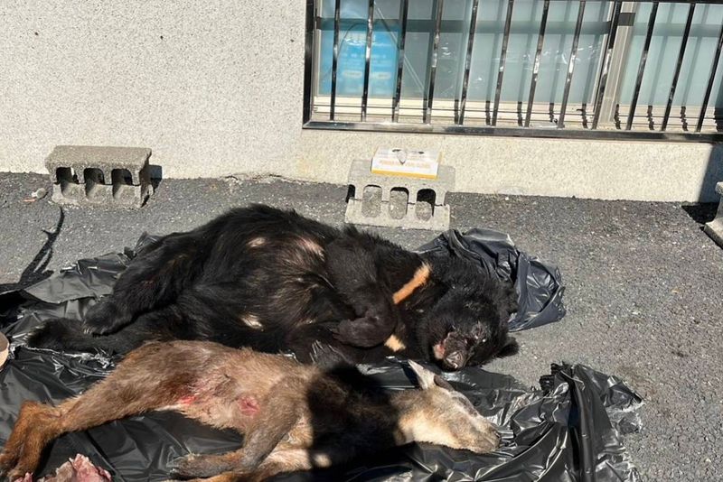 違背傳統獵熊禁忌？ 從霧台母熊獵殺事件看山林經驗傳承的難題