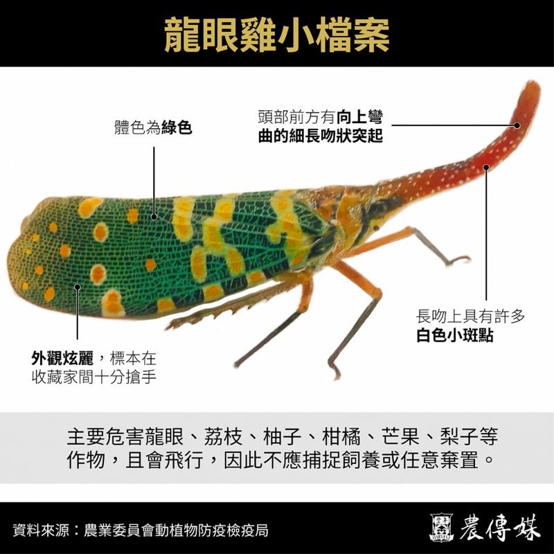蟲蟲危機!發現龍眼雞請通報防檢局,勿讓牠成為下個荔枝椿象