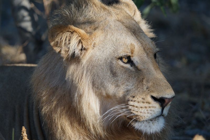 疑取獅骨做壯陽藥 非洲林波波國家公園大量野生動物遭毒殺