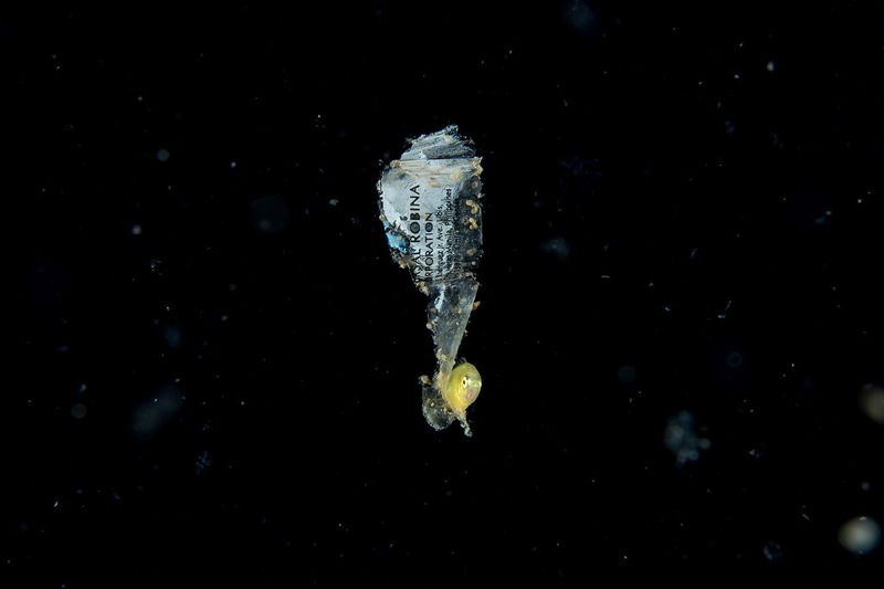 菲律賓阿尼洛漁村，變身潛水微距攝影天堂