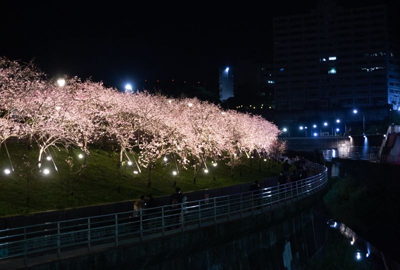 到內湖偽出國賞夜櫻 暗空協會提醒：留意光害