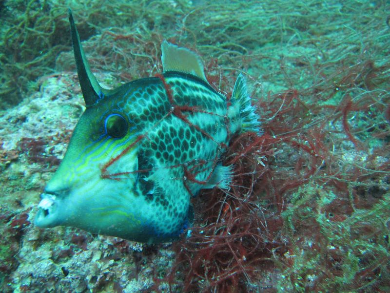 羅國榮：爹不疼娘不愛的魚槍獵捕權