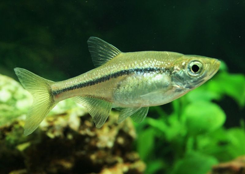 被迫搬家的台灣細鯿 原生淡水魚命運悲歌
