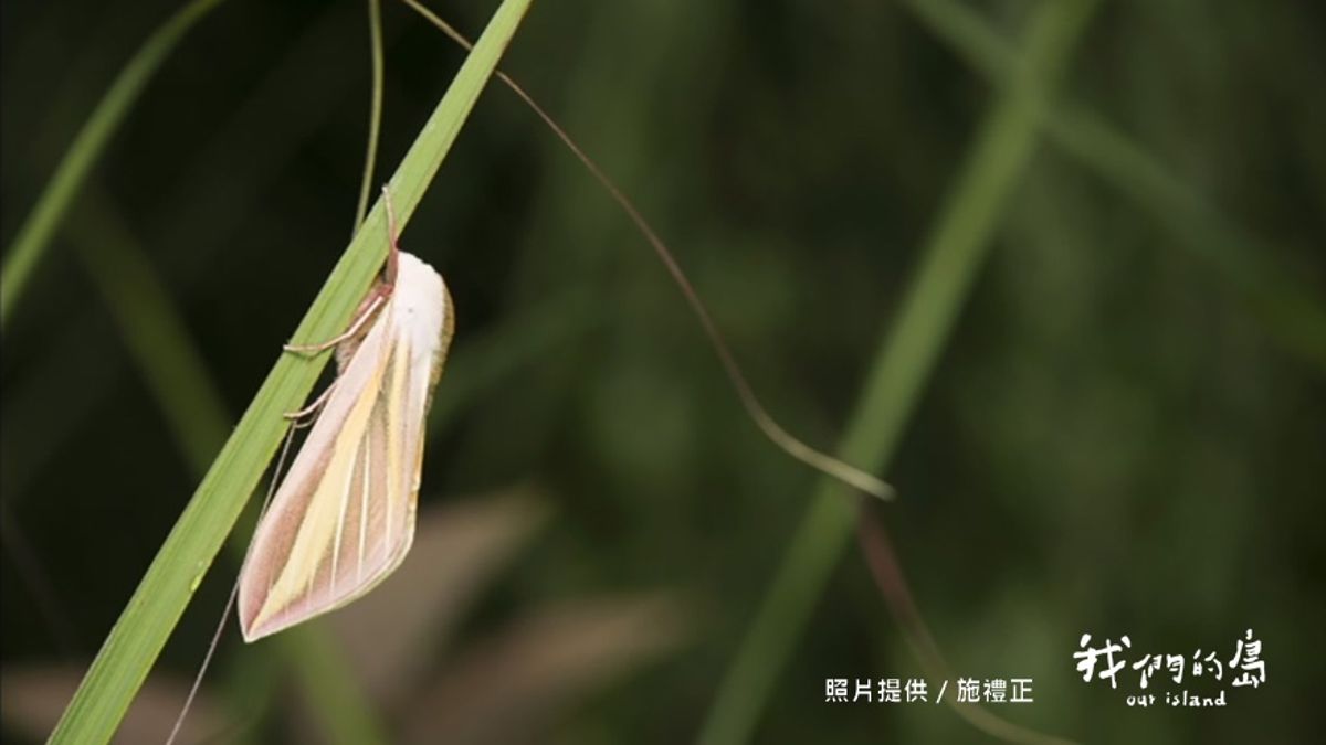 墓地裡的生態秘密 瀕臨滅絕的昆蟲和植物 以此為家