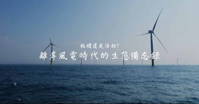 能源轉型邁大步 當離岸風來電 海洋生態的活路何在？