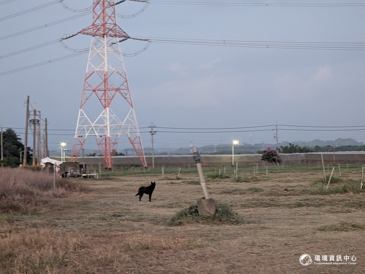 沙崙農場偶爾可見零星遊蕩犬出沒,為草原活動的野生動物帶來潛在的威脅。攝影:陳昭宏