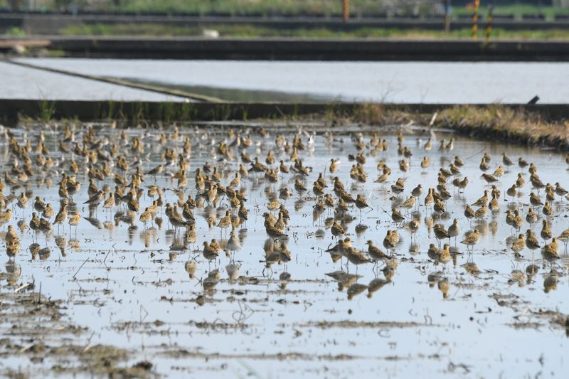 水田即棲地 研究證實宜蘭農舍影響水鳥多樣性