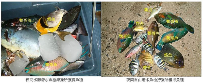魚槍的盡頭──公民科學家20年 見證沒有魚的台灣珊瑚礁