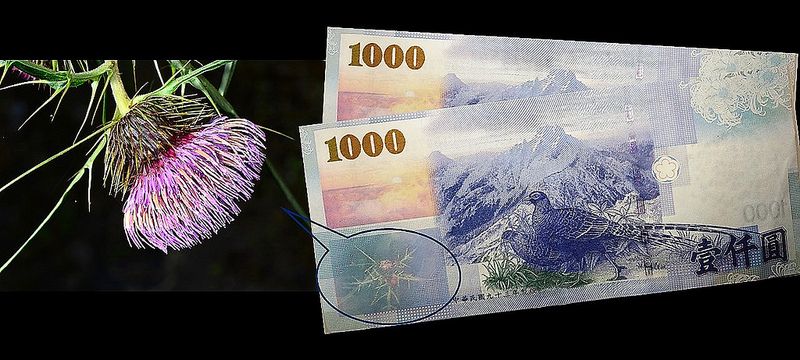 千元大鈔植物芳名「塔塔加薊」 不是央行搞錯 而是過去沒人查清楚
