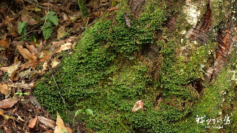 走進苔蘚綠世界 種植熱潮背後課題