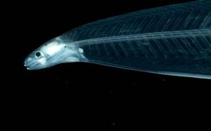 深海生物的擬態與防禦
