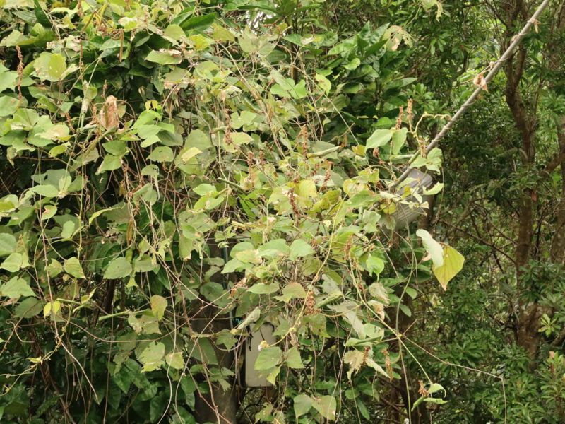 紅到美國去的山葛:食用、藥用兩相宜 和菓子也有它