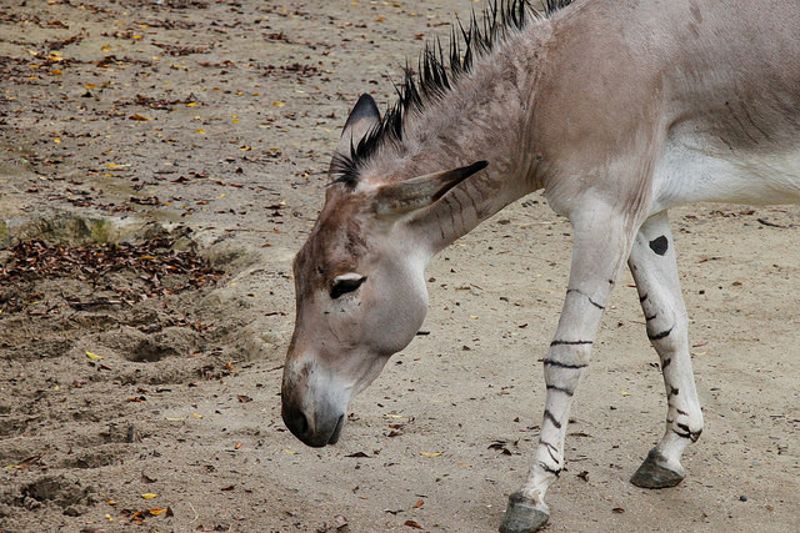 從非洲野驢跨國保育計畫 看動物園保育大任