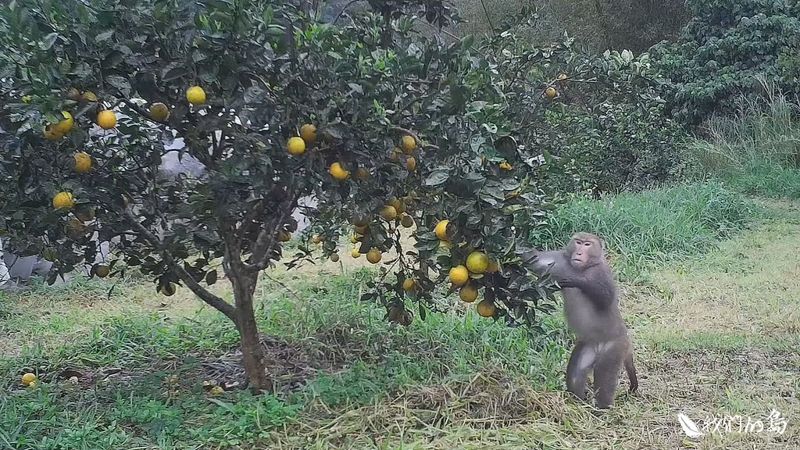 我們的猴厝邊（農業篇）別再是「好啊，來互相傷害啊！」