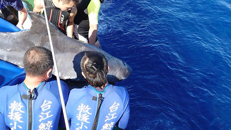動員最多人力 小虎鯨救傷56天順利野放 戰戰兢兢累積成功經驗