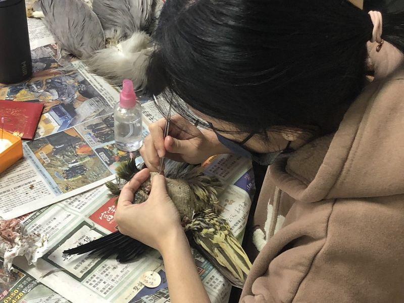 學校不開就自費學！ 鳥類標本研習班年年爆滿 為台灣鳥類研究留證據
