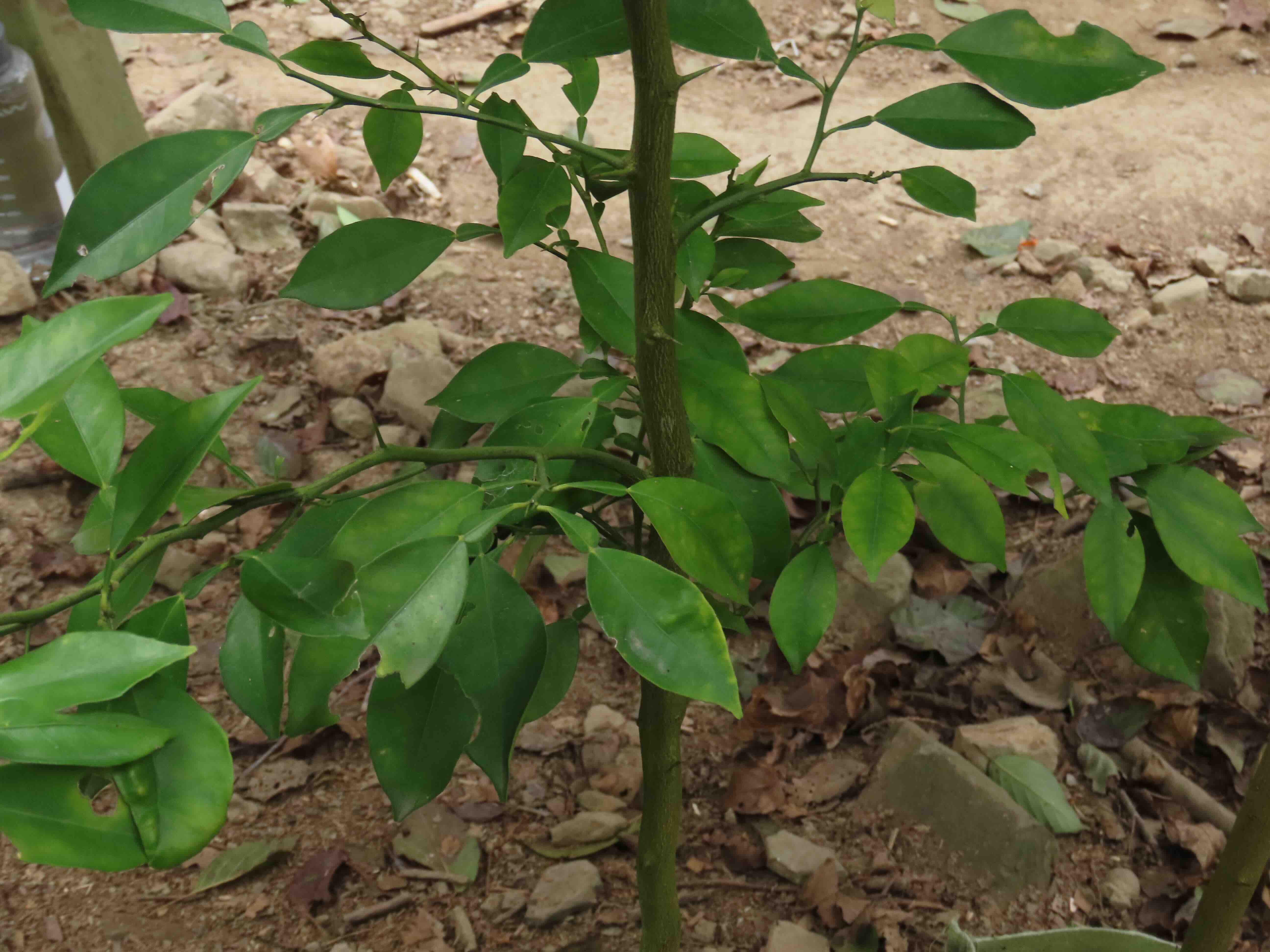 南庄橙為台灣原生特有植物。本報資料照。攝影:廖靜蕙