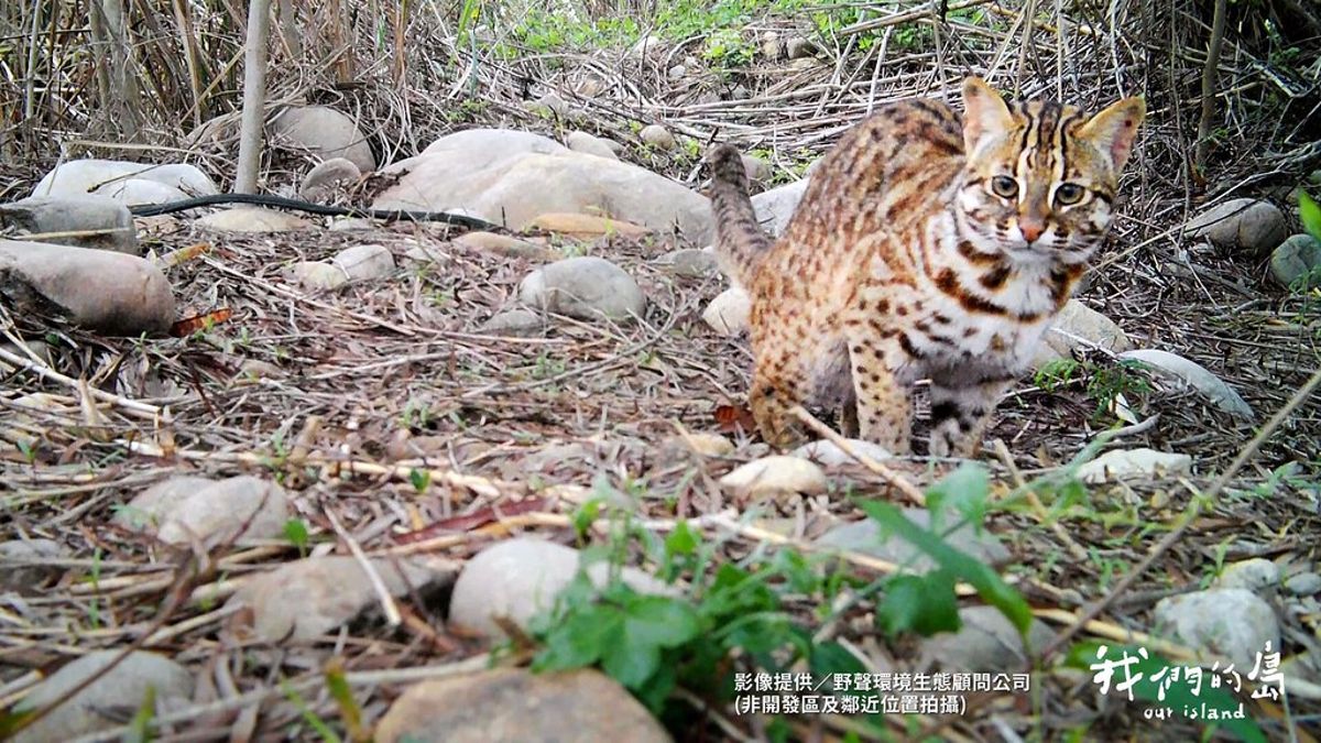 高球開發與石虎棲地之爭:鴻禧太平高爾夫球場擴建三度送案